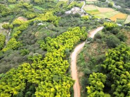 Estudio identifica más de 6 400 hectáreas de bambú en Piura, Cajamarca y Amazonas Estudio identifica más de 6 400 hectáreas de bambú en Piura, Cajamarca y Amazonas