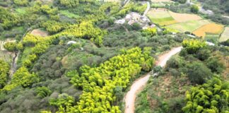 Estudio identifica más de 6 400 hectáreas de bambú en Piura, Cajamarca y Amazonas Estudio identifica más de 6 400 hectáreas de bambú en Piura, Cajamarca y Amazonas