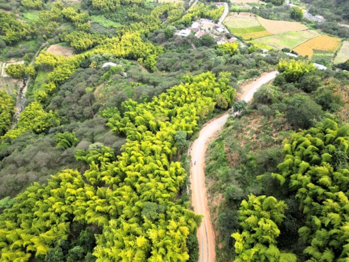 Estudio identifica más de 6 400 hectáreas de bambú en Piura, Cajamarca y Amazonas