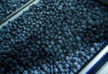 Perú lidera exportación de arándanos frescos con ventas de USD 2,457 millones en 2025 Perú lidera exportación de arándanos frescos con ventas de USD 2,457 millones en 2025