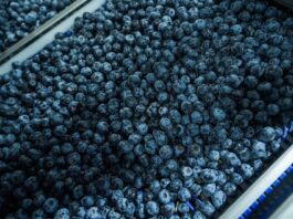 Perú lidera exportación de arándanos frescos con ventas de USD 2,457 millones en 2025 Perú lidera exportación de arándanos frescos con ventas de USD 2,457 millones en 2025