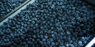 Perú lidera exportación de arándanos frescos con ventas de USD 2,457 millones en 2025 Perú lidera exportación de arándanos frescos con ventas de USD 2,457 millones en 2025