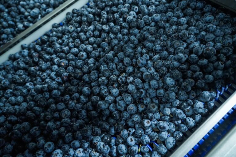 Perú lidera exportación de arándanos frescos con ventas de USD 2,457 millones en 2025