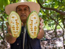 Norandino gana premio de plata en Ámsterdam y posiciona al cacao blanco de Piura entre los mejores del mundo Norandino gana premio de plata en Ámsterdam y posiciona al cacao blanco de Piura entre los mejores del mundo