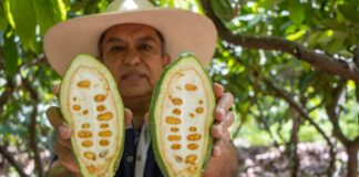 Norandino gana premio de plata en Ámsterdam y posiciona al cacao blanco de Piura entre los mejores del mundo Norandino gana premio de plata en Ámsterdam y posiciona al cacao blanco de Piura entre los mejores del mundo