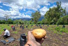 Piura: Producción de papa en Huancabamba avanza pese a lluvias Producción de papa en Huancabamba avanza pese a lluvias