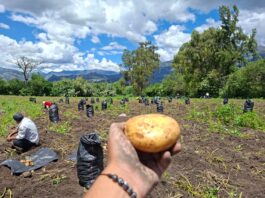 Piura: Producción de papa en Huancabamba avanza pese a lluvias Producción de papa en Huancabamba avanza pese a lluvias