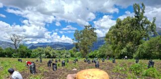Piura: Producción de papa en Huancabamba avanza pese a lluvias Producción de papa en Huancabamba avanza pese a lluvias