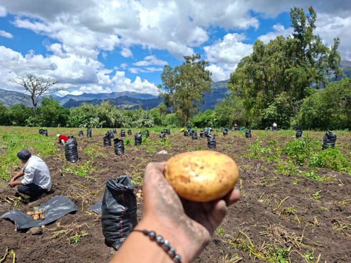 Producción de papa en Huancabamba avanza pese a lluvias