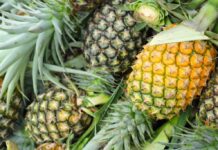 Exportaciones de piña peruana inician 2026 con caída en volumen y leve mejora en precio Exportaciones de piña peruana inician 2026 con caída en volumen y leve mejora en precio