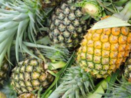 Exportaciones de piña peruana inician 2026 con caída en volumen y leve mejora en precio Exportaciones de piña peruana inician 2026 con caída en volumen y leve mejora en precio