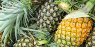 Exportaciones de piña peruana inician 2026 con caída en volumen y leve mejora en precio Exportaciones de piña peruana inician 2026 con caída en volumen y leve mejora en precio