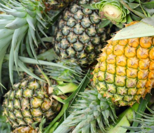 Exportaciones de piña peruana inician 2026 con caída en volumen y leve mejora en precio Exportaciones de piña peruana inician 2026 con caída en volumen y leve mejora en precio