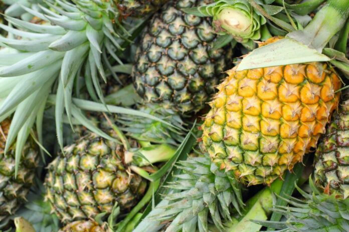 Exportaciones de piña peruana inician 2026 con caída en volumen y leve mejora en precio