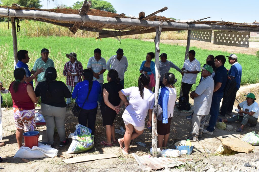 Productores de Rinconada Llicuar reciben asistencia técnica para el buen uso de semillas Brindan asistencia técnica a productores de Rinconada Llicuar para el buen uso de semillas