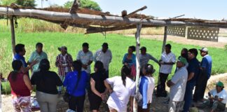 Productores de Rinconada Llicuar reciben asistencia técnica para el buen uso de semillas Brindan asistencia técnica a productores de Rinconada Llicuar para el buen uso de semillas
