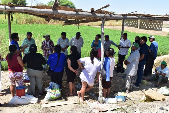 Brindan asistencia técnica a productores de Rinconada Llicuar para el buen uso de semillas