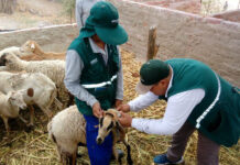 Más de 120 mil productores serán beneficiados con campañas de vacunación ganadera Más de 120 mil productores serán beneficiados con campañas de vacunación ganadera