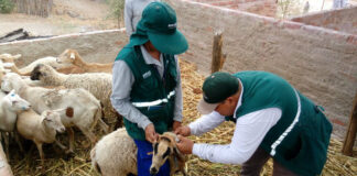 Más de 120 mil productores serán beneficiados con campañas de vacunación ganadera Más de 120 mil productores serán beneficiados con campañas de vacunación ganadera