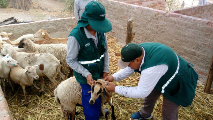 Más de 120 mil productores serán beneficiados con campañas de vacunación ganadera