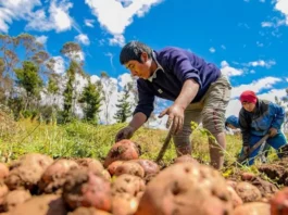 Agricultura familiar accede a mercados internacionales gracias a alianza estratégica con exportadores Agricultura familiar accede a mercados internacionales gracias a alianza estratégica con exportadores