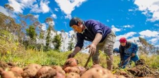 Agricultura familiar accede a mercados internacionales gracias a alianza estratégica con exportadores Agricultura familiar accede a mercados internacionales gracias a alianza estratégica con exportadores