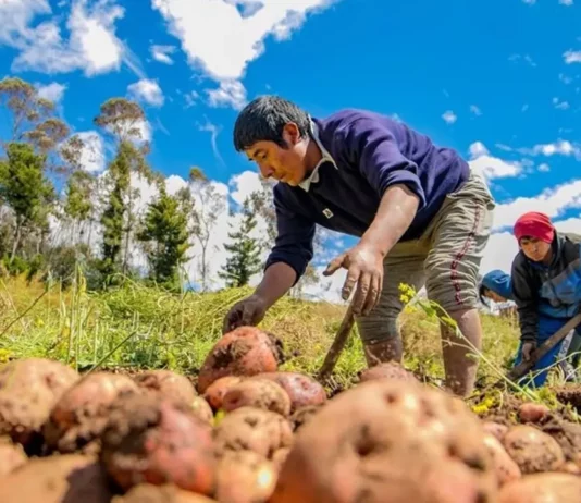 Agricultura familiar accede a mercados internacionales gracias a alianza estratégica con exportadores Agricultura familiar accede a mercados internacionales gracias a alianza estratégica con exportadores