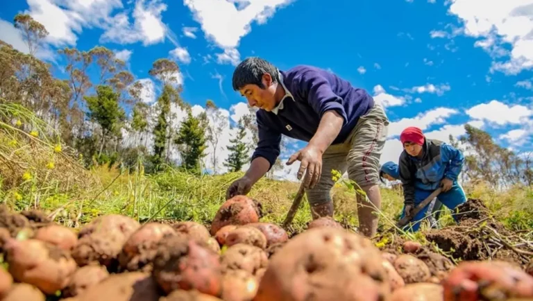 Agricultura familiar accede a mercados internacionales gracias a alianza estratégica con exportadores