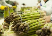 Exportaciones de espárrago caen en enero 2026: bajan volumen, valor y precio promedio Exportaciones de espárrago caen en enero 2026: bajan volumen, valor y precio promedio