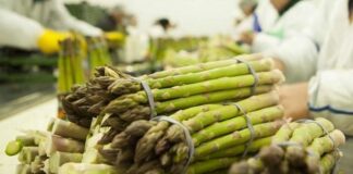 Exportaciones de espárrago caen en enero 2026: bajan volumen, valor y precio promedio Exportaciones de espárrago caen en enero 2026: bajan volumen, valor y precio promedio