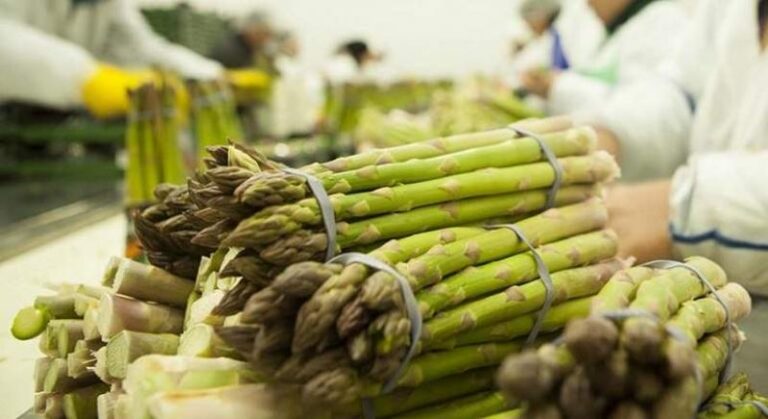 Exportaciones de espárrago caen en enero 2026: bajan volumen, valor y precio promedio