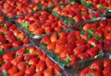 Exportaciones de fresa peruana aumentan en enero 2026 pese a caída de precios Exportaciones de fresa peruana aumentan en enero 2026 pese a caída de precios