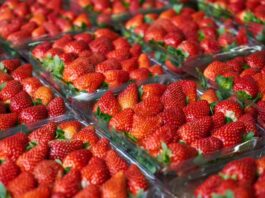 Exportaciones de fresa peruana aumentan en enero 2026 pese a caída de precios Exportaciones de fresa peruana aumentan en enero 2026 pese a caída de precios