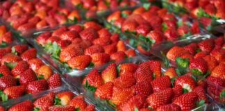 Exportaciones de fresa peruana aumentan en enero 2026 pese a caída de precios Exportaciones de fresa peruana aumentan en enero 2026 pese a caída de precios