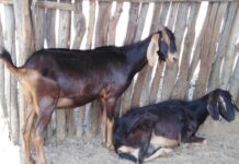 Piura lidera la producción de caprinos en Perú con más de 300 mil cabezas de ganado Piura lidera la producción de caprinos en Perú con más de 300 mil cabezas de ganado