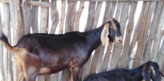 Piura lidera la producción de caprinos en Perú con más de 300 mil cabezas de ganado Piura lidera la producción de caprinos en Perú con más de 300 mil cabezas de ganado