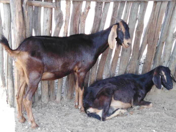 Piura lidera la producción de caprinos en Perú con más de 300 mil cabezas de ganado