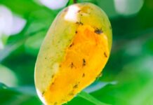 Piura: Autoridades refuerzan control de la mosca de la fruta en cultivos de mango Piura: Autoridades refuerzan control de la mosca de la fruta en cultivos de mango