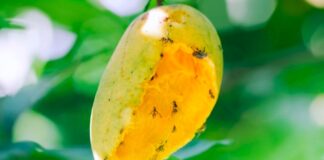 Piura: Autoridades refuerzan control de la mosca de la fruta en cultivos de mango Piura: Autoridades refuerzan control de la mosca de la fruta en cultivos de mango