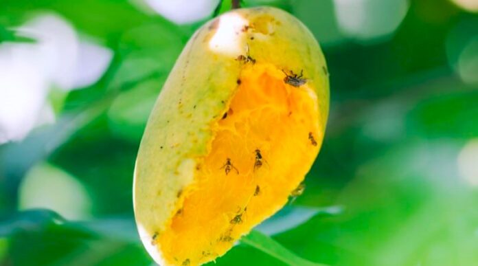 Piura: Autoridades refuerzan control de la mosca de la fruta en cultivos de mango
