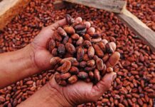 Exportaciones de cacao peruano alcanzan récord histórico de 1,565 millones de dólares en 2025 Exportaciones de cacao peruano alcanzan récord histórico de 1,565 millones de dólares en 2025