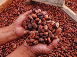 Exportaciones de cacao peruano alcanzan récord histórico de 1,565 millones de dólares en 2025 Exportaciones de cacao peruano alcanzan récord histórico de 1,565 millones de dólares en 2025