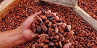 Exportaciones de cacao peruano alcanzan récord histórico de 1,565 millones de dólares en 2025 Exportaciones de cacao peruano alcanzan récord histórico de 1,565 millones de dólares en 2025