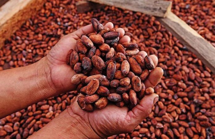 Exportaciones de cacao peruano alcanzan récord histórico de 1,565 millones de dólares en 2025