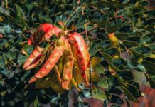 Exportaciones de tara crecieron en volumen y valor durante el 2025 Exportaciones de tara crecieron en volumen y valor durante el 2025 en Perú