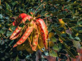 Exportaciones de tara crecieron en volumen y valor durante el 2025 Exportaciones de tara crecieron en volumen y valor durante el 2025 en Perú