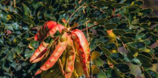 Exportaciones de tara crecieron en volumen y valor durante el 2025 Exportaciones de tara crecieron en volumen y valor durante el 2025 en Perú