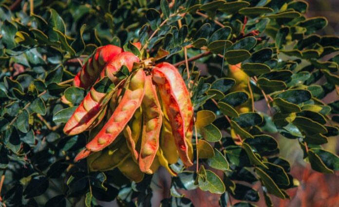 Exportaciones de tara crecieron en volumen y valor durante el 2025 en Perú