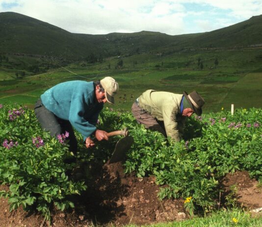 Exportación de hierbas y especias peruanas supera los US$ 600 millones y amplía oportunidades globales Exportación de hierbas y especias peruanas supera los US$ 600 millones y amplía oportunidades globales