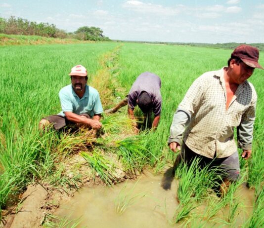 Impulsarán plan de cultivo y nuevas acciones para fortalecer la cadena productiva del arroz Impulsará plan de cultivo y nuevas acciones para fortalecer la cadena productiva del arroz